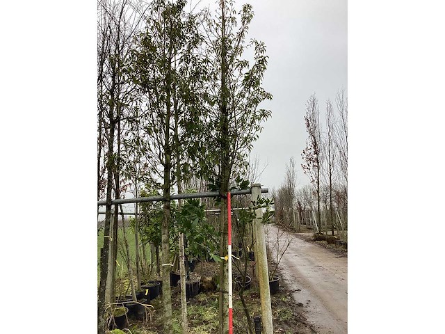 Portugese laurier - groenblijvende boom - afbeelding 2 van  2