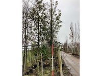 Portugese laurier - groenblijvende boom - afbeelding 2 van  2