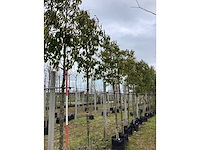 Portugese laurier - groenblijvende boom - afbeelding 2 van  2