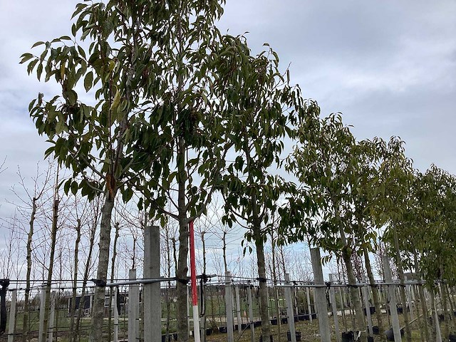 Portugese laurier - groenblijvende boom - afbeelding 1 van  2