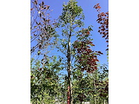 Portugese laurier - groenblijvende boom - afbeelding 2 van  3