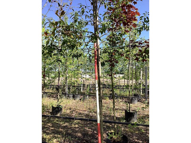 Portugese laurier - groenblijvende boom - afbeelding 3 van  3