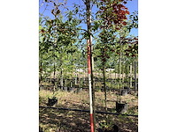Portugese laurier - groenblijvende boom - afbeelding 3 van  3