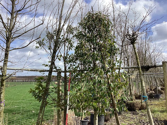 Portugese laurier - laanboom - afbeelding 1 van  2