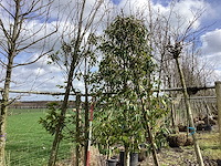 Portugese laurier - laanboom - afbeelding 1 van  2