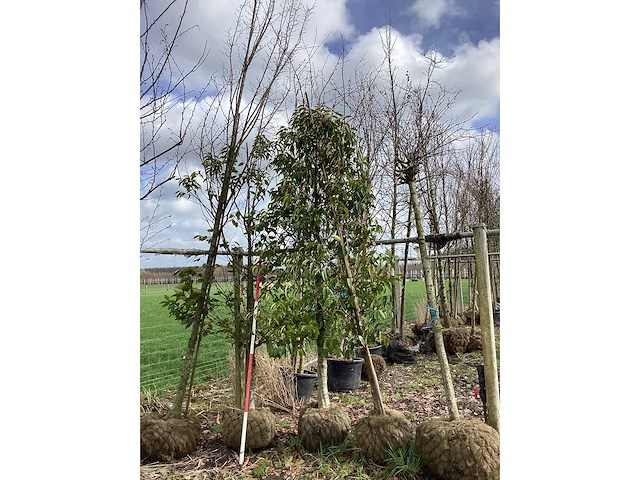 Portugese laurier - laanboom - afbeelding 2 van  2