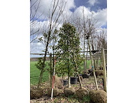Portugese laurier - laanboom - afbeelding 2 van  2