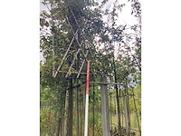 Portugese laurier - leiboom - afbeelding 1 van  2