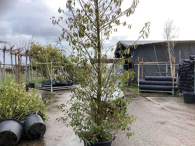 Portugese laurier - meerstammige boom (2x) - afbeelding 1 van  3