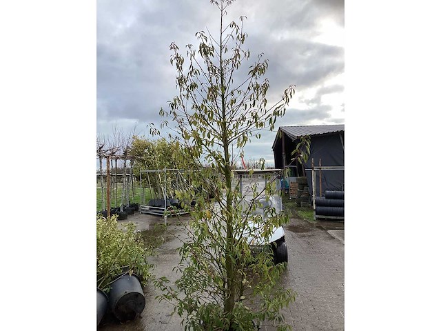 Portugese laurier - meerstammige boom (2x) - afbeelding 3 van  3