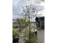 Portugese laurier - meerstammige boom (2x) - afbeelding 3 van  3