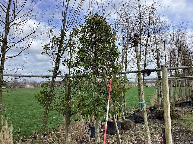 Portugese laurier - vormboom (2x) - afbeelding 1 van  2