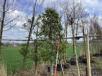 Portugese laurier - vormboom (2x) - afbeelding 1 van  2