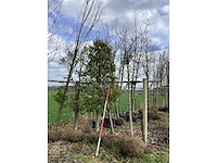 Portugese laurier - vormboom (2x) - afbeelding 2 van  2