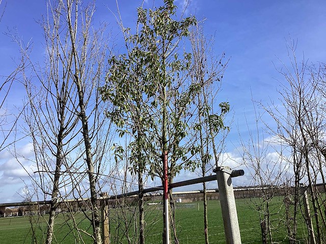 Portugese laurier - vormboom - afbeelding 1 van  2