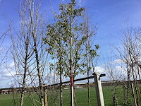 Portugese laurier - vormboom - afbeelding 1 van  2