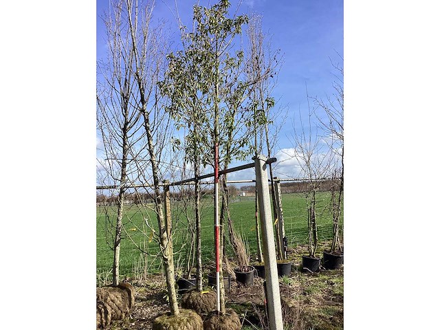 Portugese laurier - vormboom - afbeelding 2 van  2