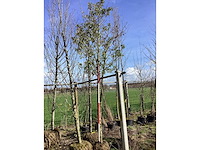 Portugese laurier - vormboom - afbeelding 2 van  2