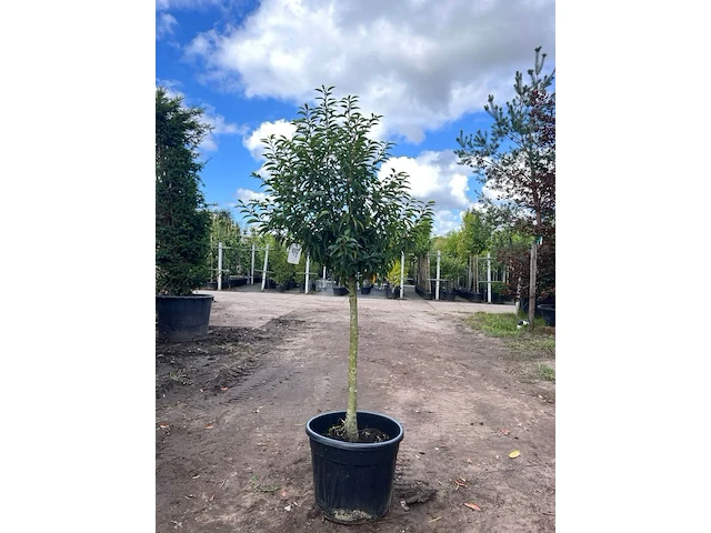 Portugese laurier, prunus 'angustifolia', bolvorm, wintergroen, ca. 1.5 m hoog - afbeelding 1 van  1