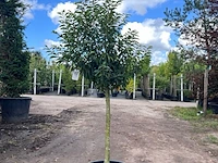 Portugese laurier, prunus 'angustifolia', bolvorm, wintergroen, ca. 1.5 m hoog