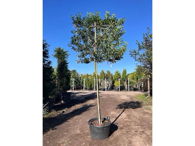 Portugese laurier, prunus 'angustifolia', leiboom, wintergroen, ca. 160cm stamhoogte - afbeelding 1 van  1