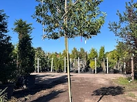 Portugese laurier, prunus 'angustifolia', leiboom, wintergroen, ca. 160cm stamhoogte