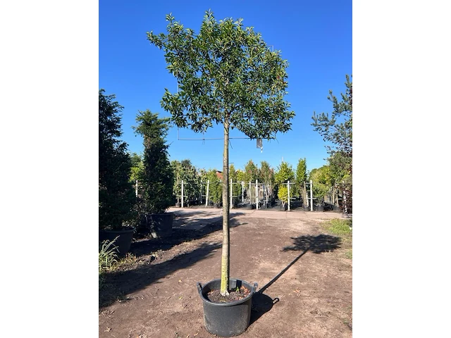 Portugese laurier, prunus 'angustifolia', leiboom, wintergroen, ca. 180cm stamhoogte - afbeelding 1 van  1