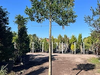 Portugese laurier, prunus 'angustifolia', leiboom, wintergroen, ca. 180cm stamhoogte