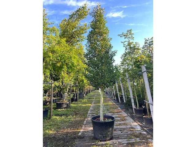 Portugese laurier, prunus 'angustifolia', solitair, wintergroen, ca. 300 cm hoog - afbeelding 1 van  1