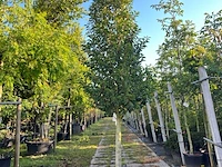 Portugese laurier, prunus 'angustifolia', solitair, wintergroen, ca. 300 cm hoog