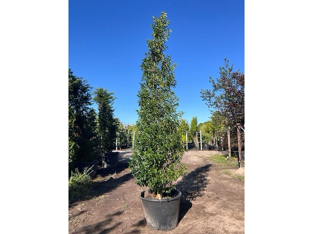 Portugese laurier, prunus 'angustifolia', zuilvorm, wintergroen, ca. 3 m hoog - afbeelding 1 van  1