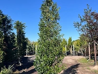 Portugese laurier, prunus 'angustifolia', zuilvorm, wintergroen, ca. 3 m hoog