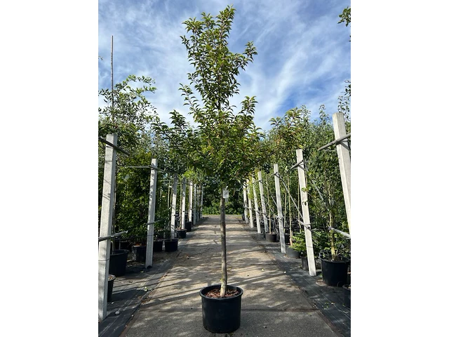 Portugese laurier, prunus 'brenelia', hoogstam, wintergroen, ca. 3-3.5 m hoog - afbeelding 1 van  1