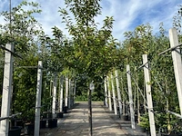 Portugese laurier, prunus 'brenelia', hoogstam, wintergroen, ca. 3-3.5 m hoog