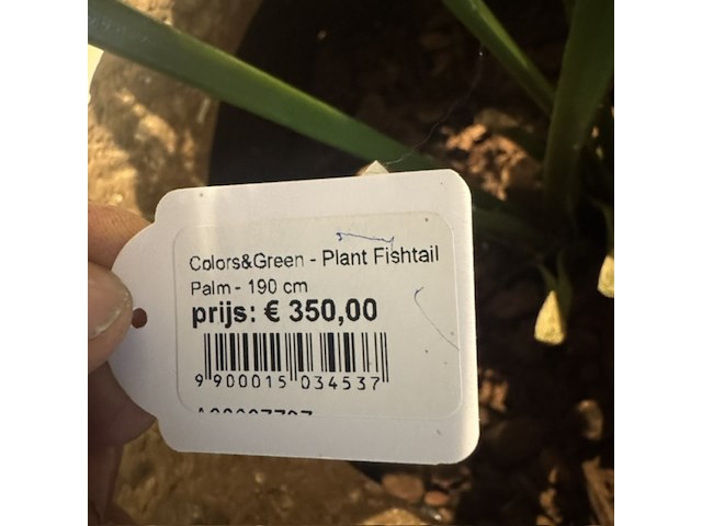 Pot met kunstplant colours&green, fishtail palm - afbeelding 4 van  5