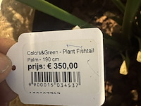 Pot met kunstplant colours&green, fishtail palm - afbeelding 4 van  5