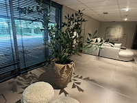 Pot met kunstplant colours&green, fishtail palm - afbeelding 5 van  5