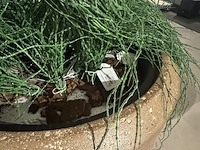 Pot met kunstplant colours&green, hangplant kelp - afbeelding 3 van  3
