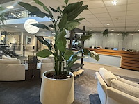 Pot met kunstplant colours&green, strelizia - afbeelding 1 van  4