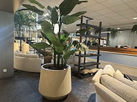 Pot met kunstplant colours&green, strelizia - afbeelding 2 van  4