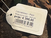 Pot met kunstplant colours&green, strelizia - afbeelding 3 van  4
