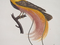 Prent "le paradis rouge" - afbeelding 2 van  3