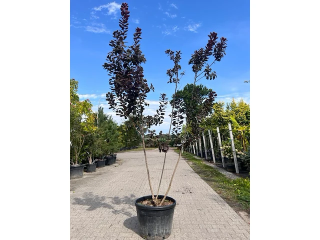 Pruikenboom, cotinus cog. 'royal purple', meerstammig, roodbladig, ca. 175-225 cm hoog - afbeelding 1 van  2