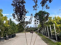 Pruikenboom, cotinus cog. 'royal purple', meerstammig, roodbladig, ca. 175-225 cm hoog