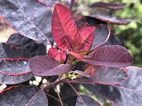 Pruikenboom, cotinus cog. 'royal purple', meerstammig, roodbladig, ca. 175-225 cm hoog - afbeelding 2 van  2