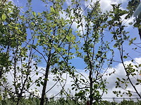 Pruimenboom - sierboom - afbeelding 2 van  2