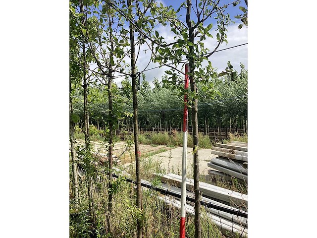 Pruimenboom - sierboom - afbeelding 1 van  2