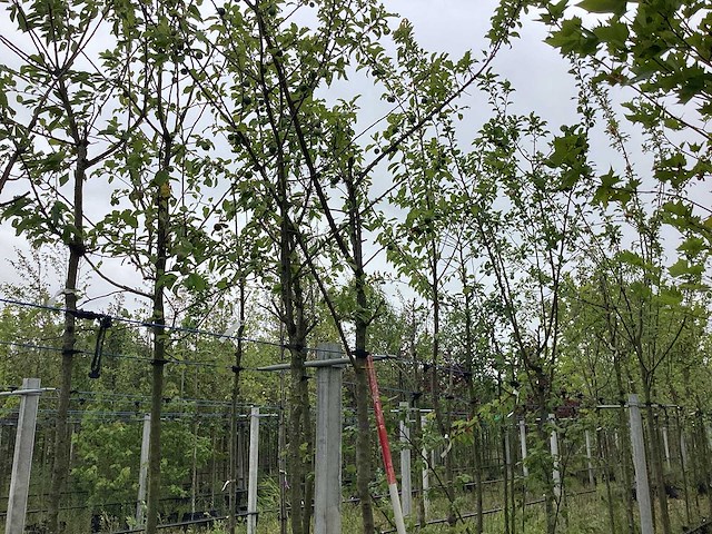 Pruimenboom - vrucht- / fruitboom - afbeelding 1 van  2