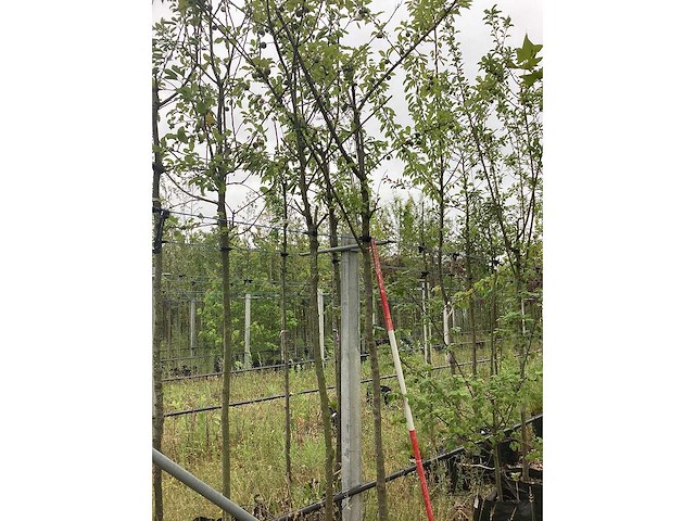 Pruimenboom - vrucht- / fruitboom - afbeelding 2 van  2