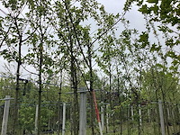 Pruimenboom - vrucht- / fruitboom - afbeelding 1 van  2
